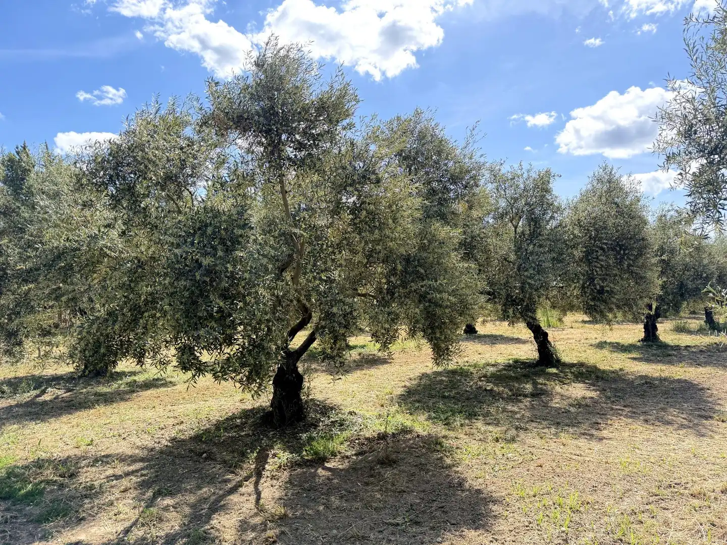 Jardín de Finca rústica en venta en Teba con Calefacción y Trastero