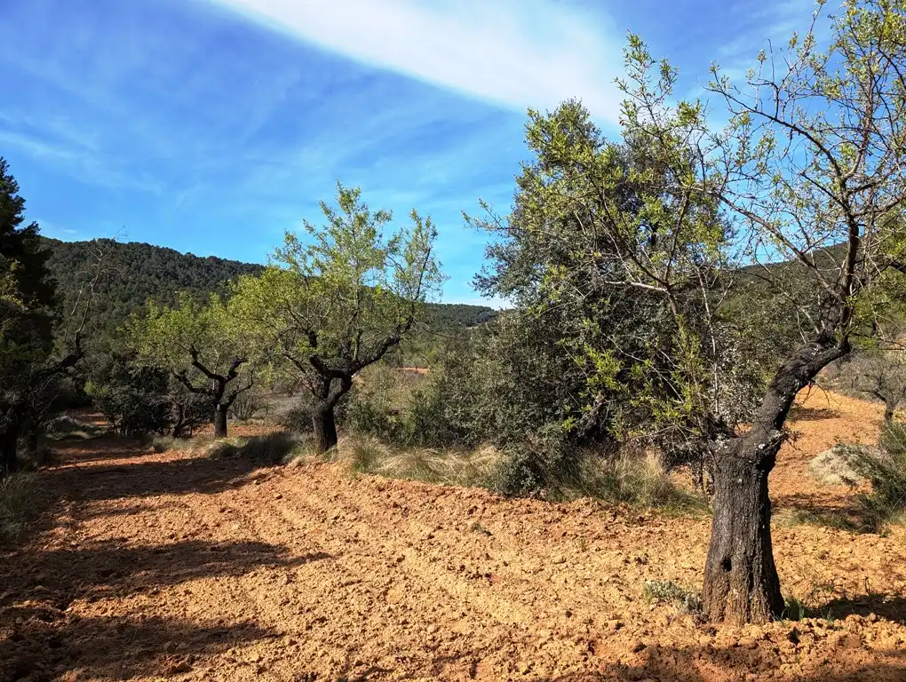 Terreni e lotti in vendita a Fuentespalda, imagen 6