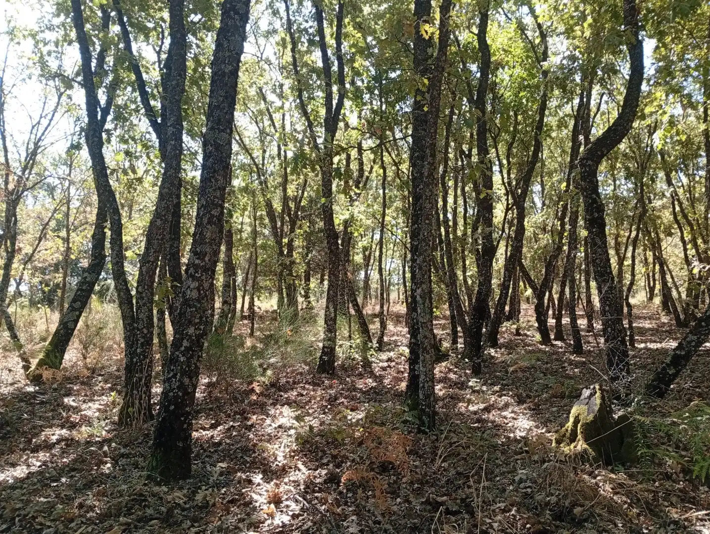 Terreni e lotti in vendita a Villanueva de la Vera, imagen 73