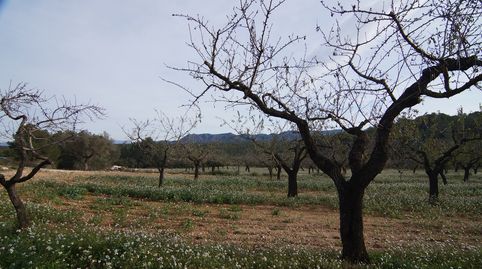 Finca rústica de 2,4 Hectáreas con caseta en Rasquera, immagine 3