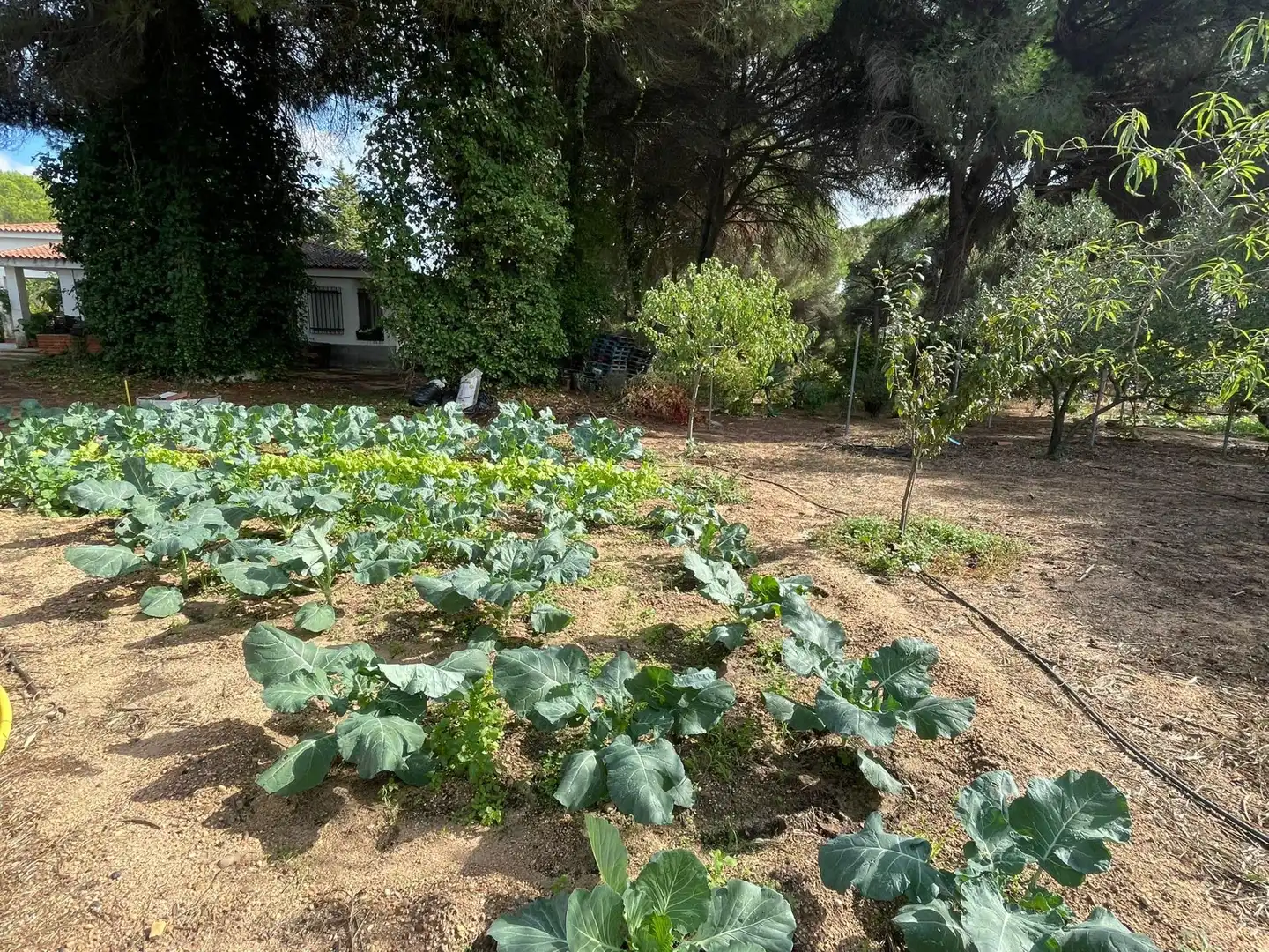 Casa en venda a Beas, imagen 29