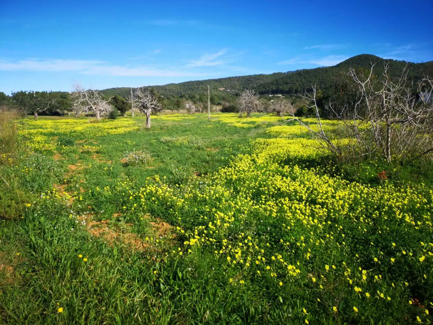 Terrenys i solars en venda a Sant Joan de Labritja