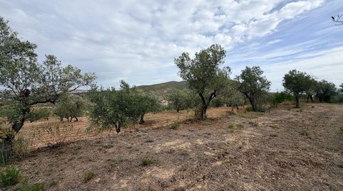 Venta parcela rustica en FachecaAlicante, immagine 3
