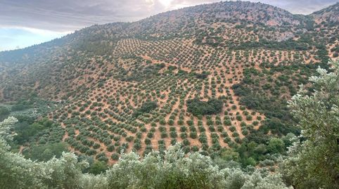 FINCA DE 2700 OLIVOS EN ALGARINEJO GRANADA, imatge 3