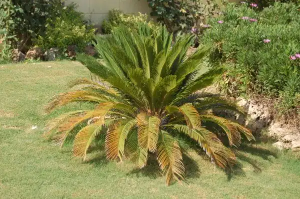 Finca rústica de alquiler en Cártama pueblo