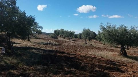 “Oportunidad” Finca de Olivar y trozo de tierra de labor situada en la aldea de Ojuelos Bajos - Municipio de Fuente Obejuna con un, imatge 3