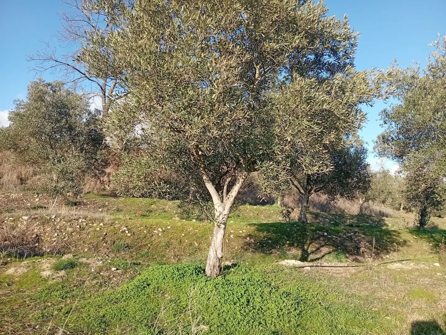 Land for sale in Losar de la Vera