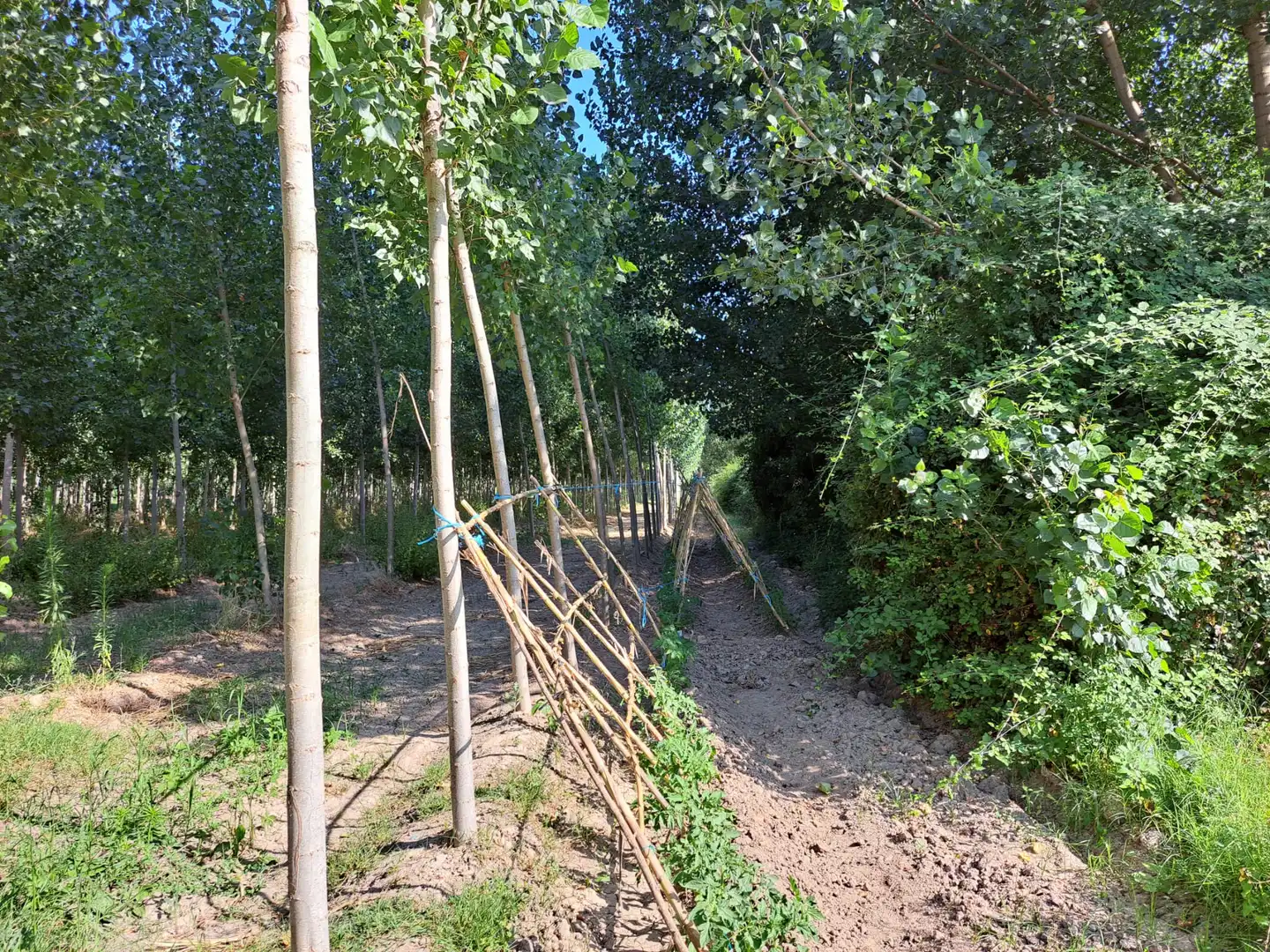 Garden of Land for sale in Fuente Vaqueros