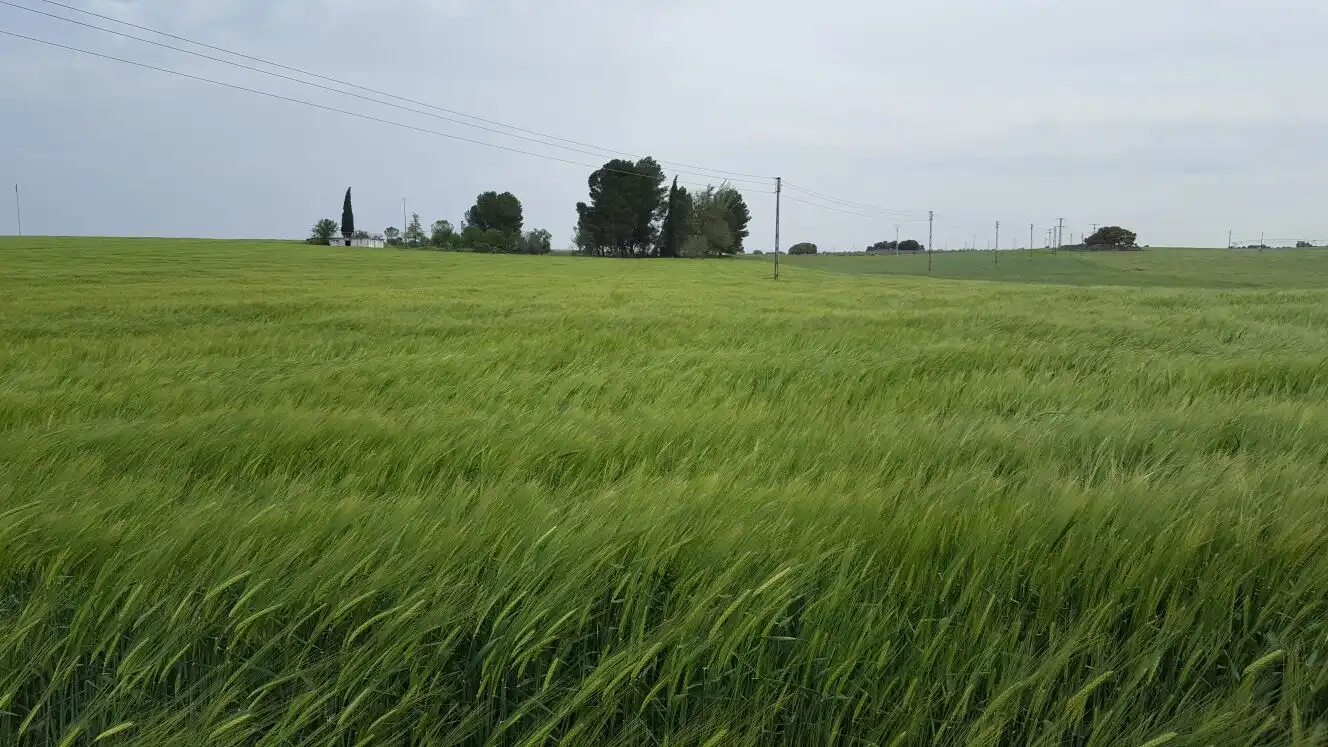 Land for sale in Manzanares