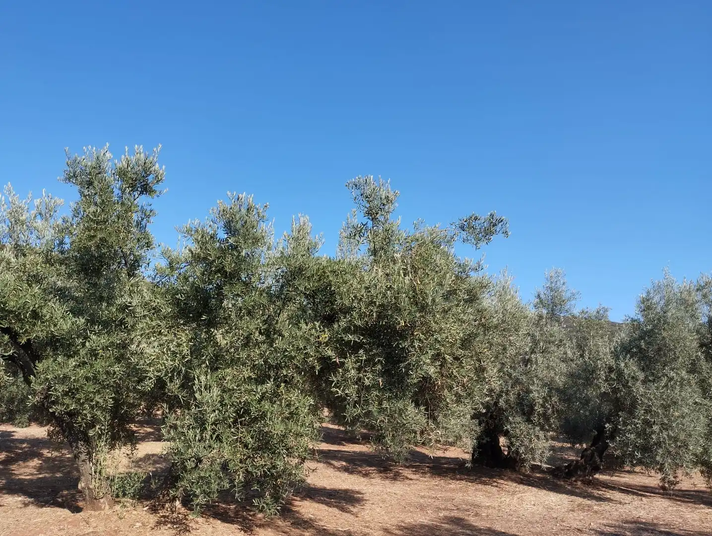Terreno rustico in vendita a Calle Santa Teresa de Jornet, imagen 4