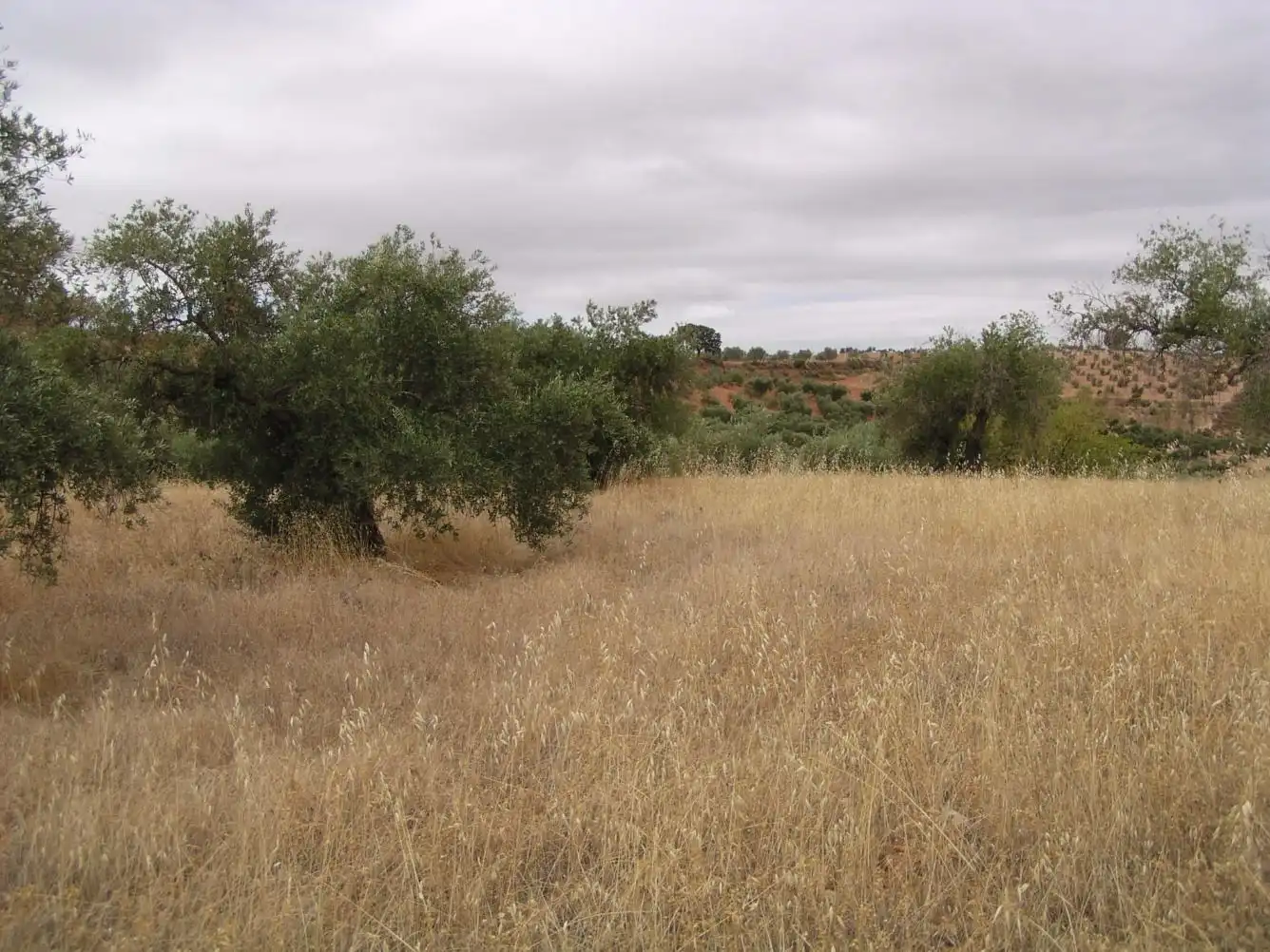 Terreno en venta en Paseo Peńon de la Mata, Cogollos de la Vega