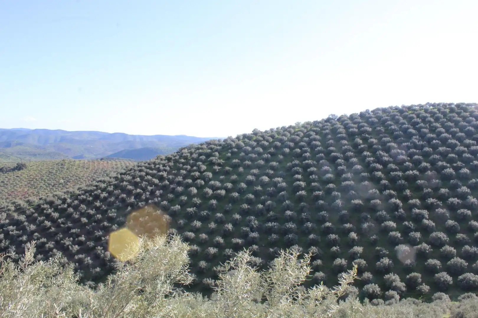 Jardí de Finca rústica en venda en Alcaracejos amb Traster i Piscina