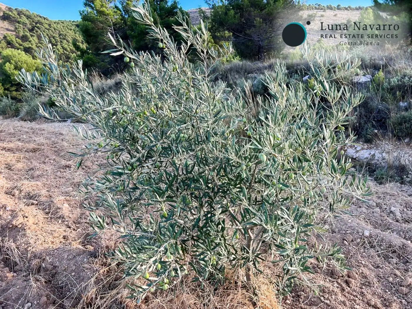 Terreno en venta en Calle San Antonio, 50, Confrides