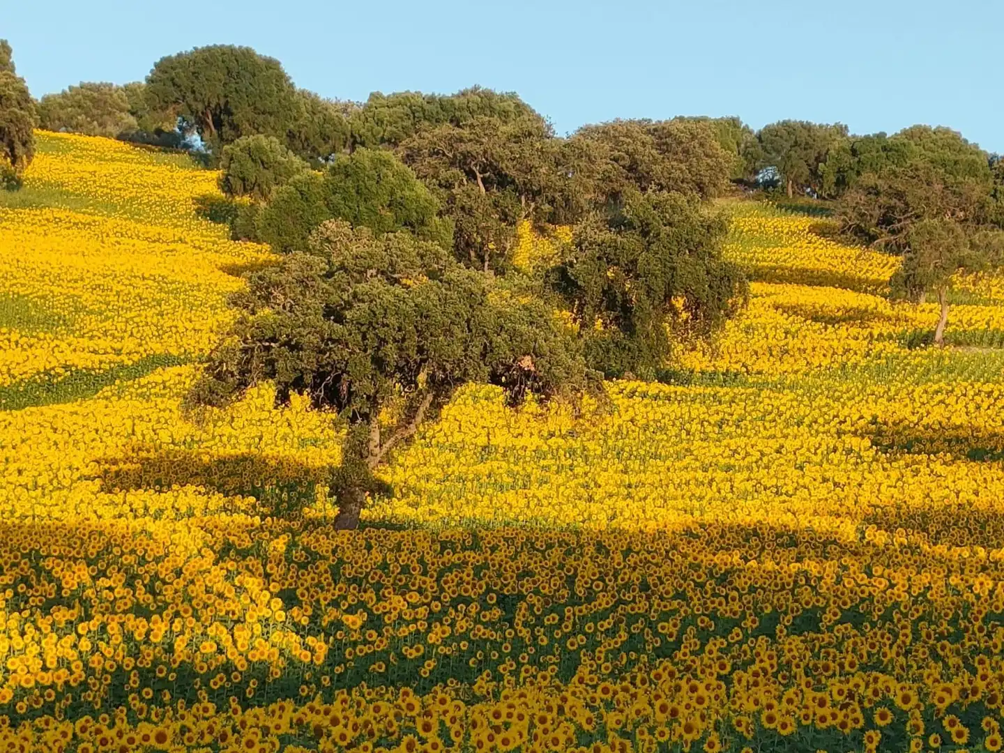 Jardín de Finca rústica en venta en El Bosque con Terraza