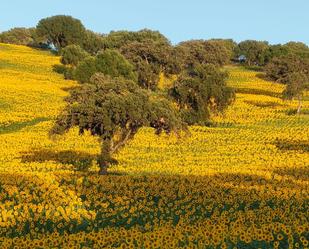 Jardí de Finca rústica en venda en El Bosque amb Terrassa