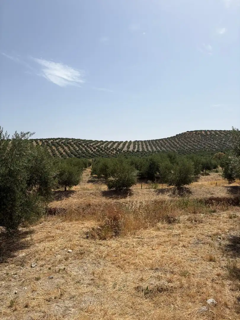 Land for sale in Santiago de Calatrava
