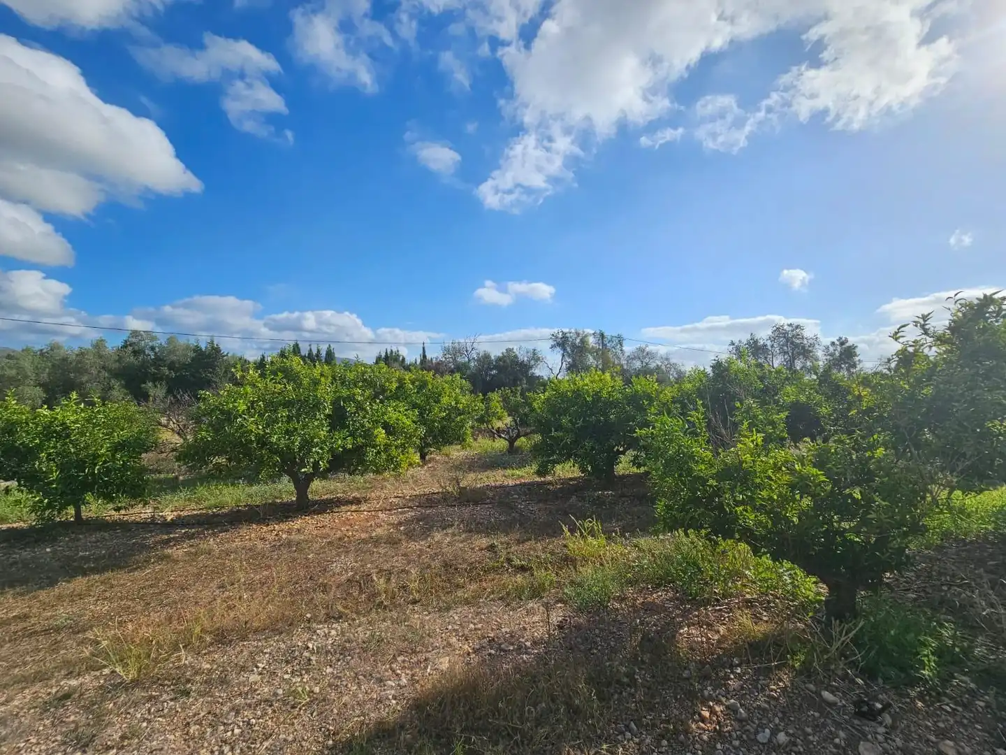 Country house for sale in Alcanar, imagen 3