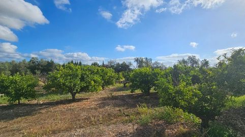 FINCA RÚSTICA EN ALCANAR, imagen 3