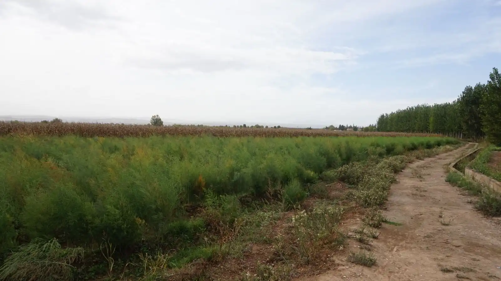 Rustikales Grundstück zum Verkauf in Pinos Puente, imagen 9