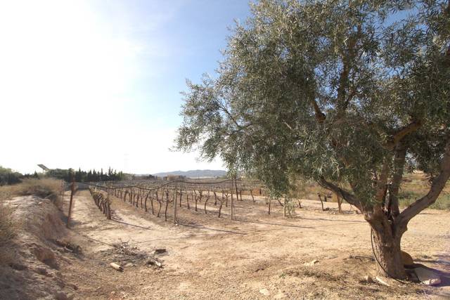 Terreno en Venta en Monforte del Cid