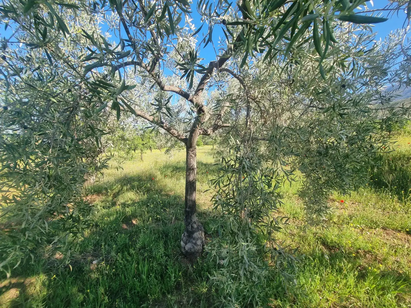 Terreno en venta en Abrucena