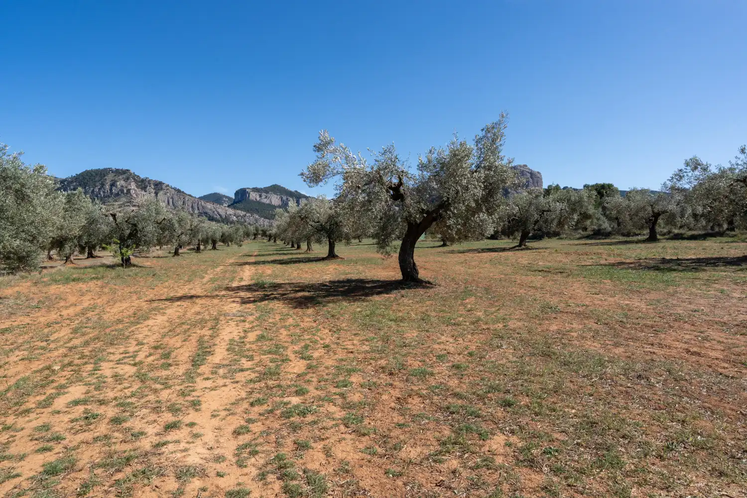 Rural land for sale in Raval dels Àngels 18, imagen 30