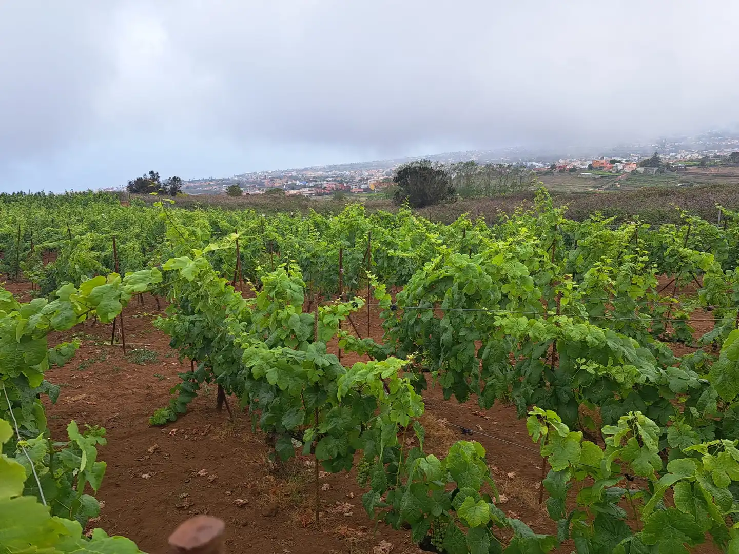 Rural land for sale in El Sauzal, imagen 19