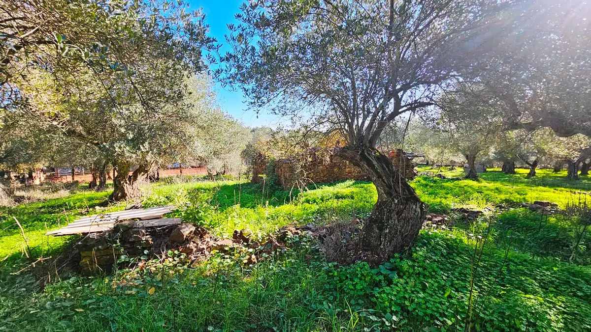 Terreno en venta en Higuera de la Sierra