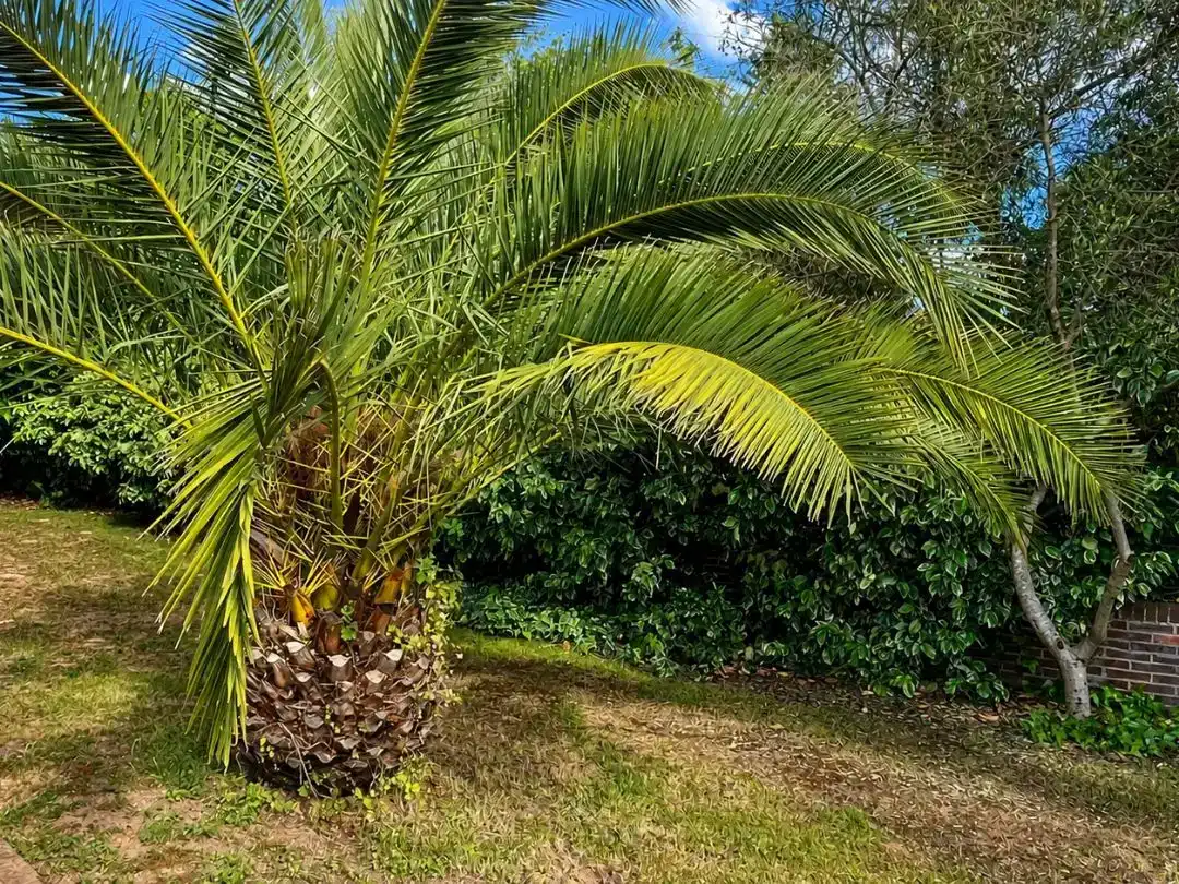 Jardí de Casa o xalet en venda en Galapagar amb Aire condicionat i Piscina