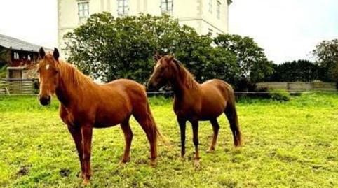 Foto 4 de Casa o xalet en venda a  Avda del Folgueirón, S N Campos y Salave, Tapia de Casariego, Asturias
