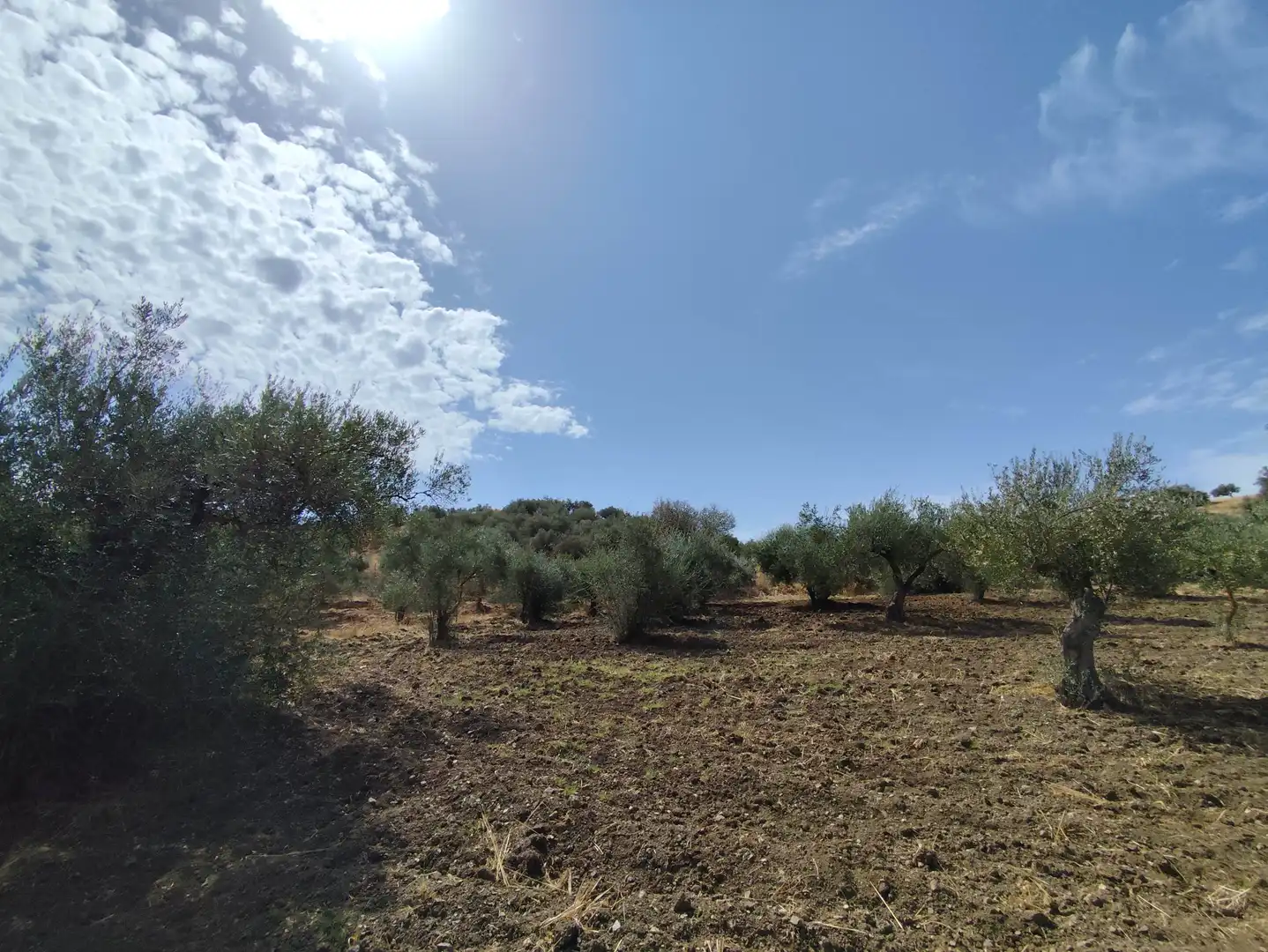 Terrenys i solars en venda a Avenida de España 3D, imagen 9