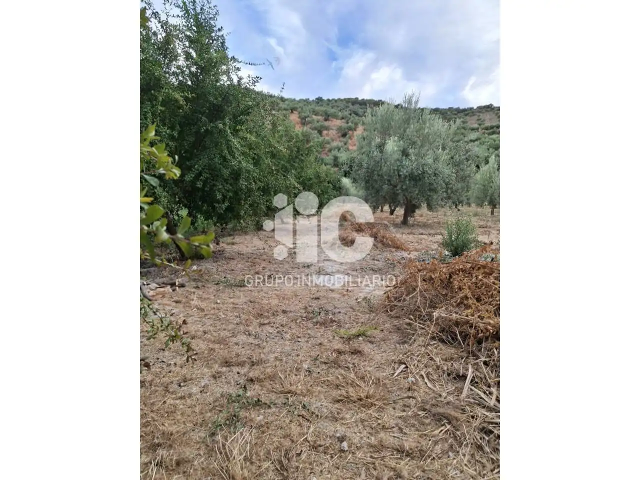 Terreny residencial en venda a Baena, imagen 4