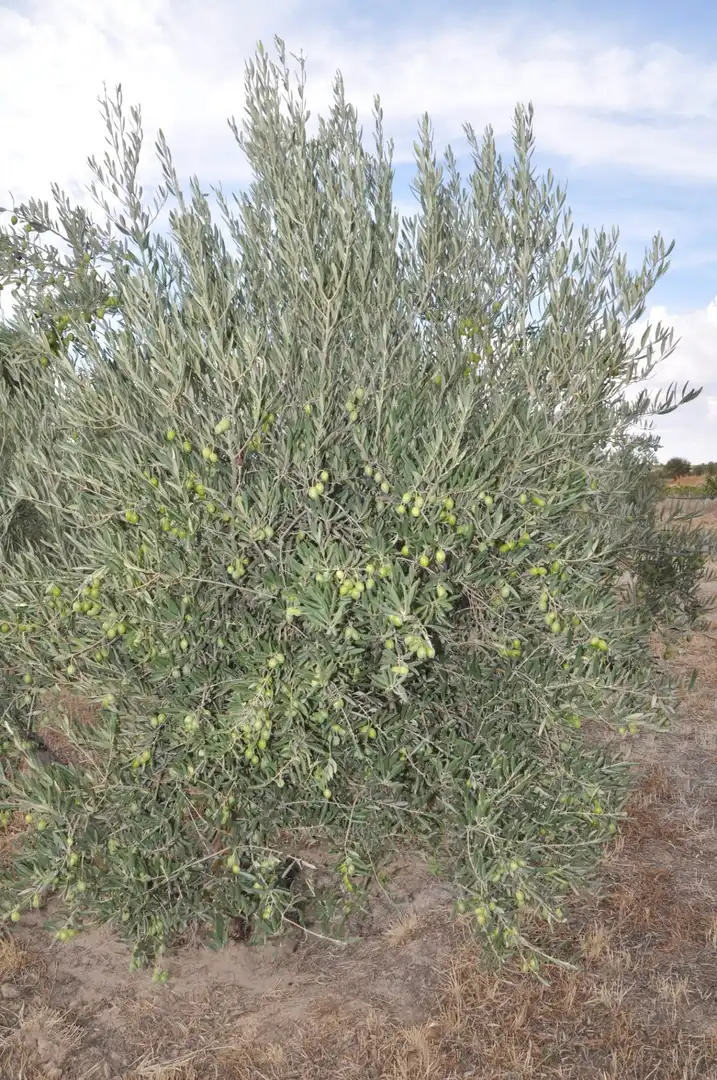 Garden of Residential for sale in Villanueva de Alcardete