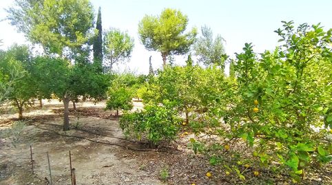 Foto 4 de Casa o chalet en venta en Barranc de Sant Gaieta, Crevillent, Alicante