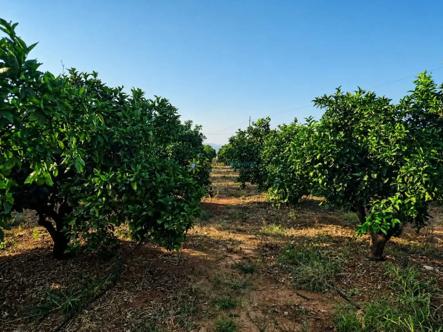 Finca rústica en venta en Sellent con Jardín privado y Terraza