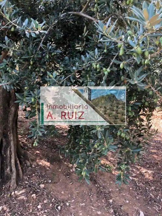 Terreny rústic en venda a Priego de Córdoba, imagen 5