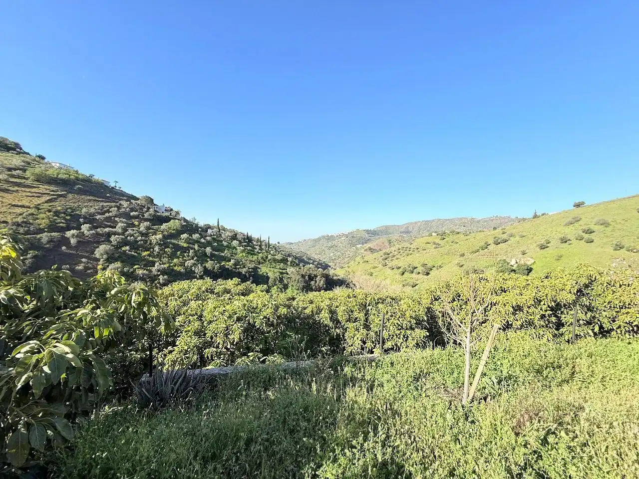 Land for sale in Canillas de Albaida