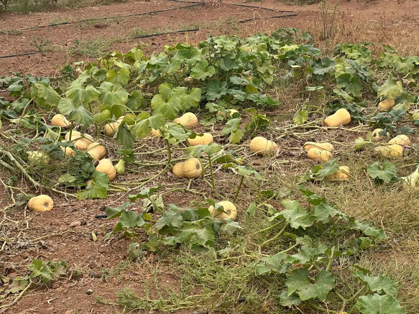 Jardí de Finca rústica en venda en Quintanar de la Orden amb Terrassa i Traster