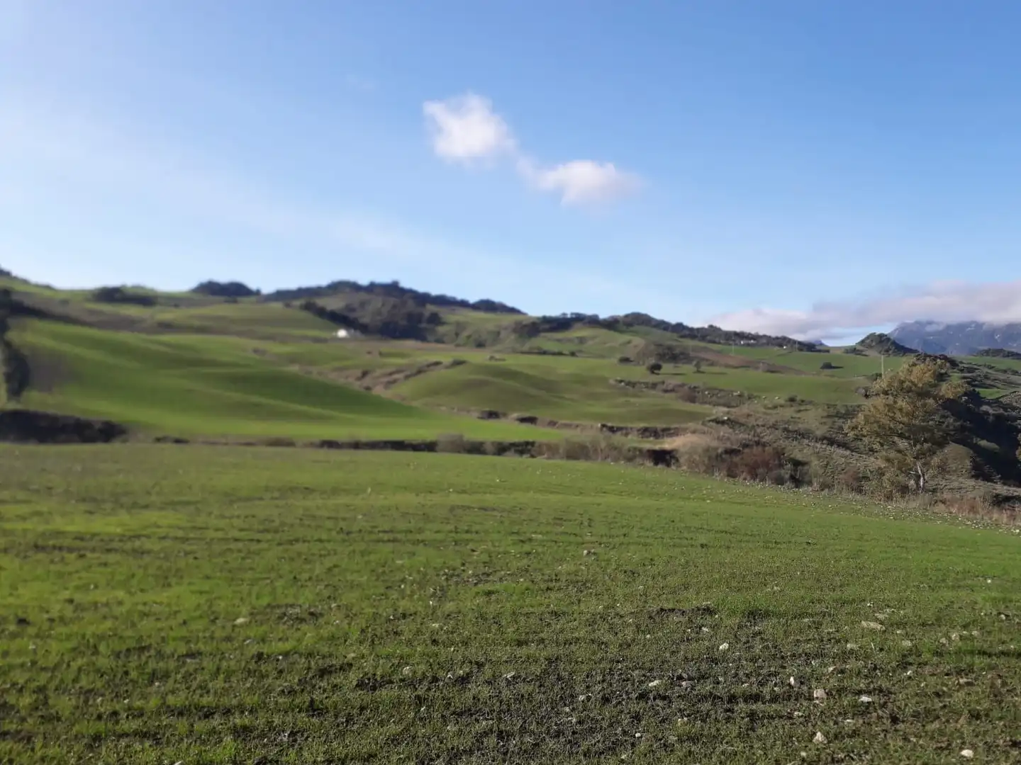 Land for sale in Ronda