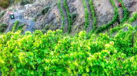 Foto 2 de Terreno en venta en Porrera, Tarragona