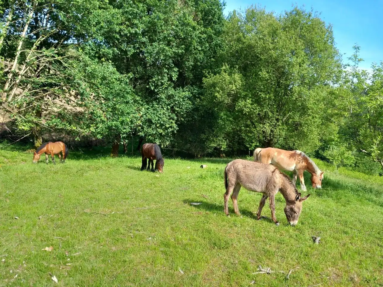 Terreni e lotti in vendita a San Marko Auzoa, imagen 3