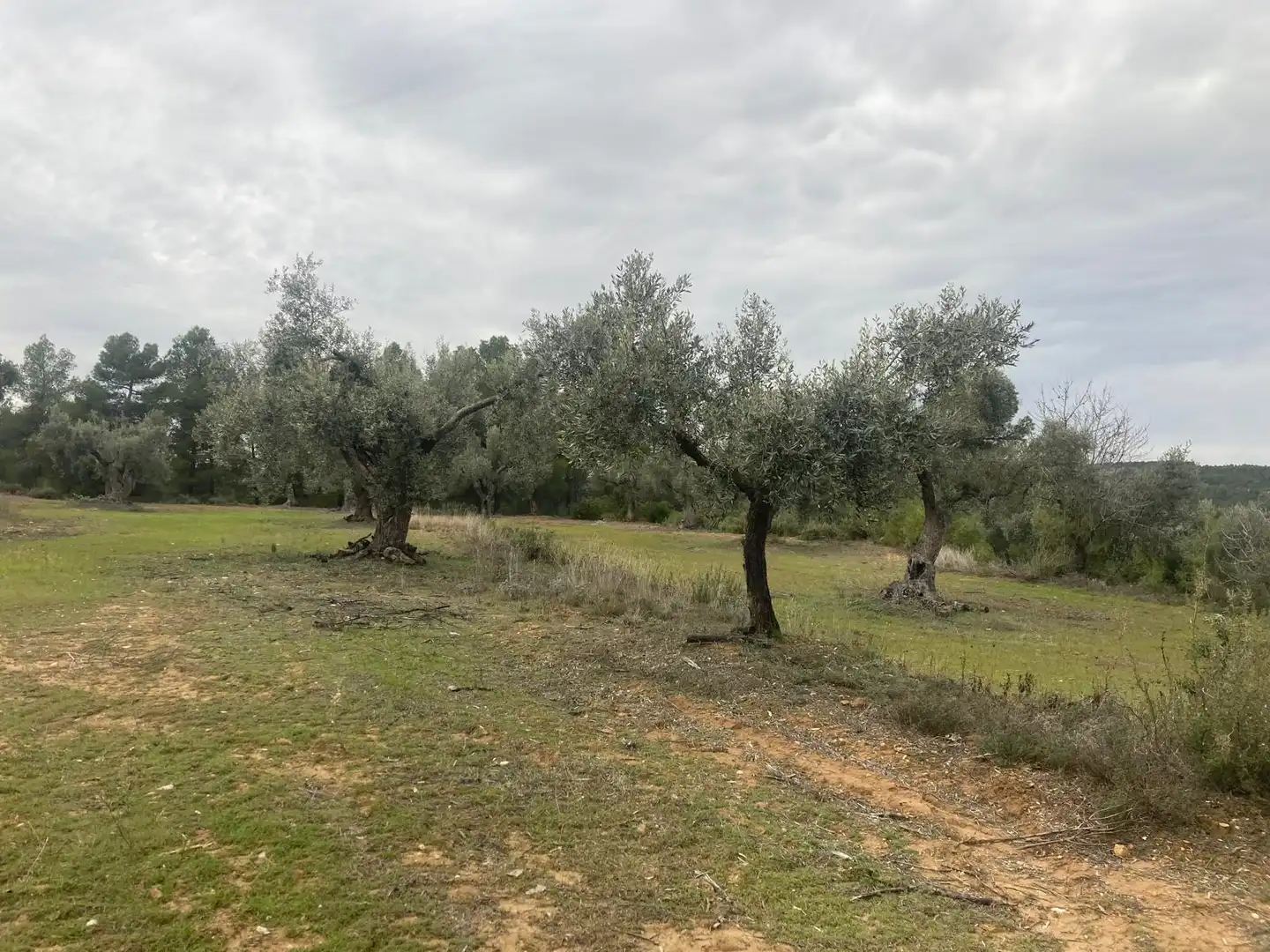 Terreni e lotti in vendita a Valderrobres, imagen 3