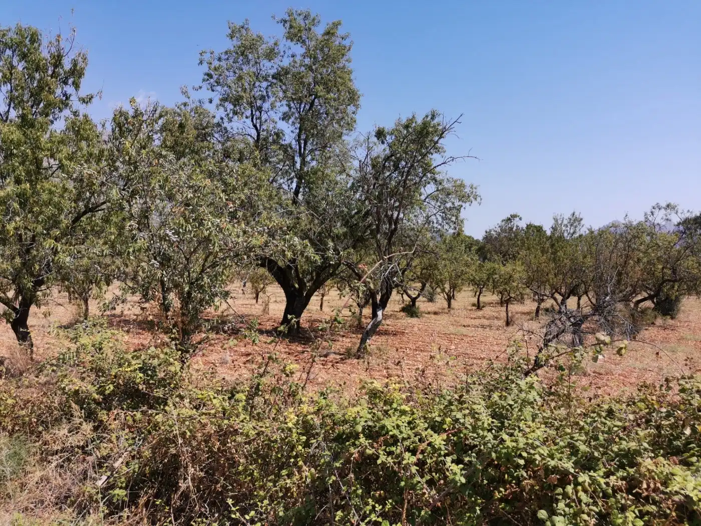 Rural land for sale in Polígono Fontille, imagen 4