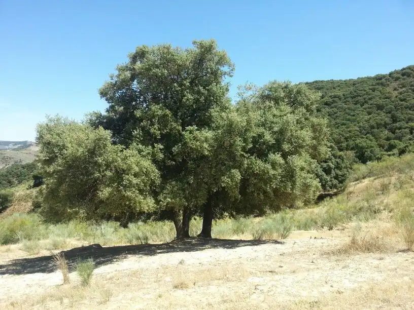 Casa rústica en venda a Huelma, imagen 78