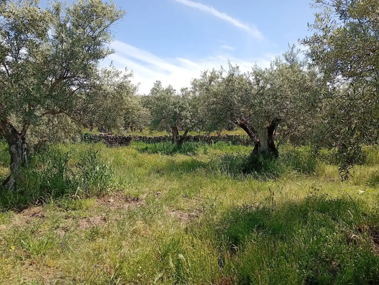 Terreni e lotti in vendita a Villanueva de la Vera, imagen 70