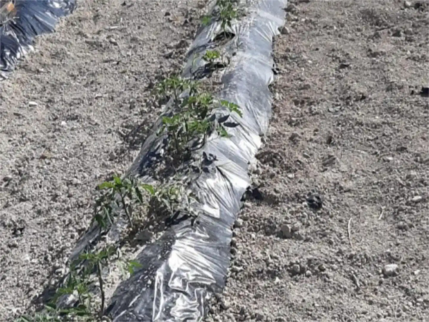 Jardí de Finca rústica en venda en Albaida amb Piscina