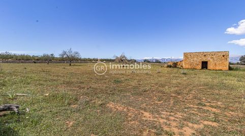 Terreno  rústico edificable en Sineu, immagine 4