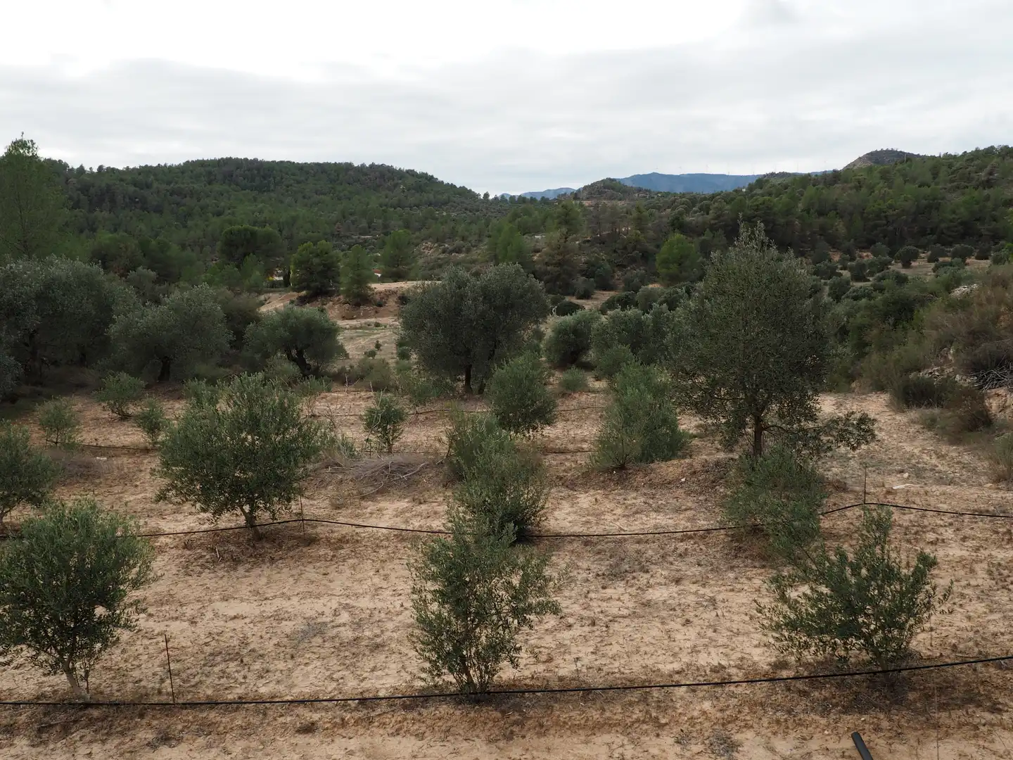 Terrain rustique à vendre à Avinguda Flix, imagen 25