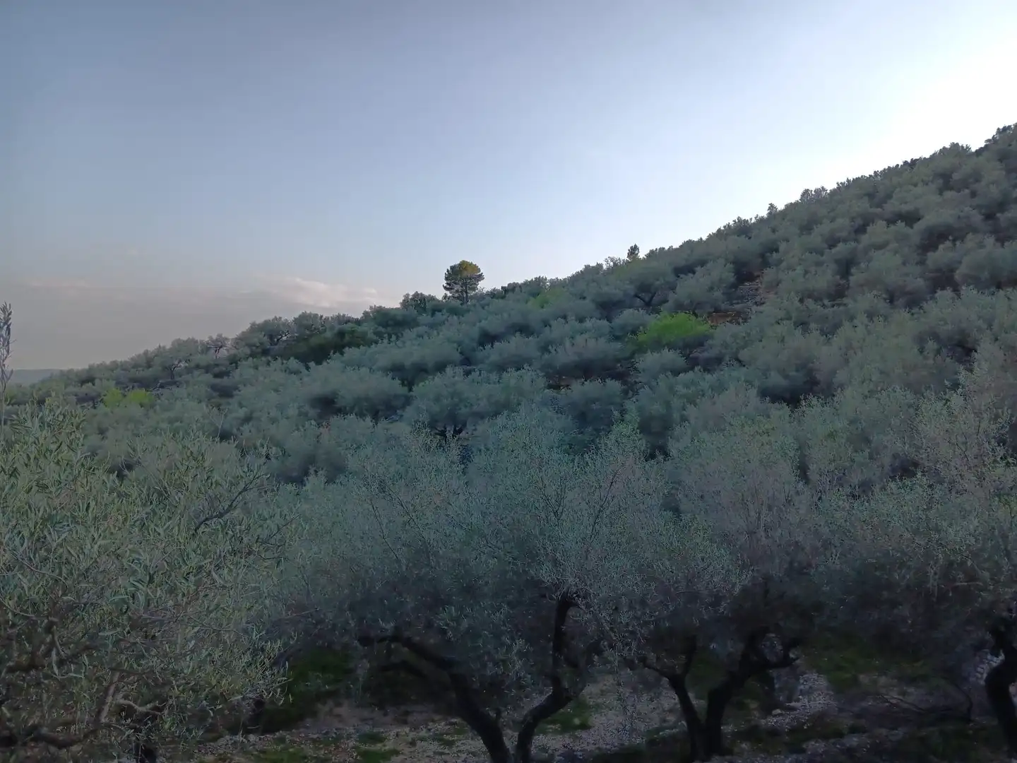 Terrenys i solars en venda a Ferreries, imagen 25