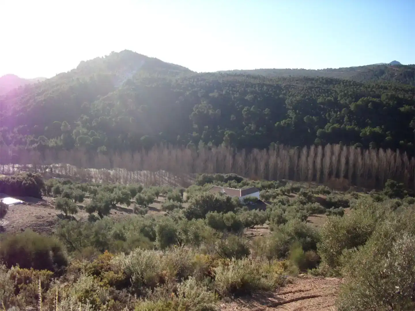Finca rústica en venta en Jayena, Granada